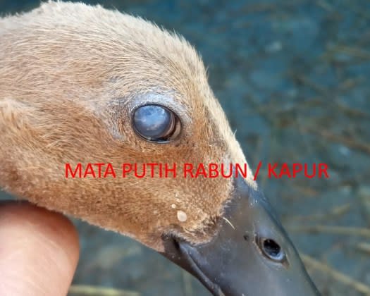 Penyakit Pada bebek mata putih